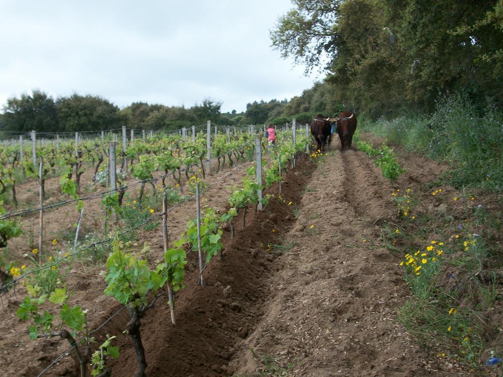 Agriturismo Rocca Su Moru Villa Arbus Kültér fotó
